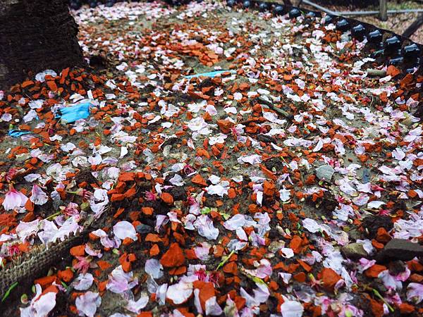 【台北旅遊】三芝真龍殿寶塔-櫻花秘境步道