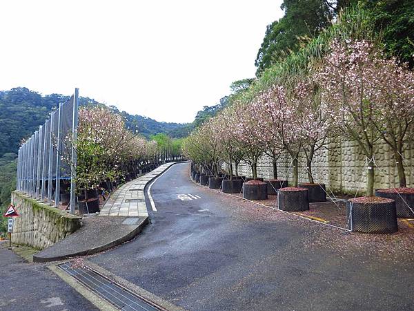 【台北旅遊】三芝真龍殿寶塔-櫻花秘境步道