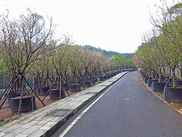 【台北旅遊】三芝真龍殿寶塔-櫻花秘境步道