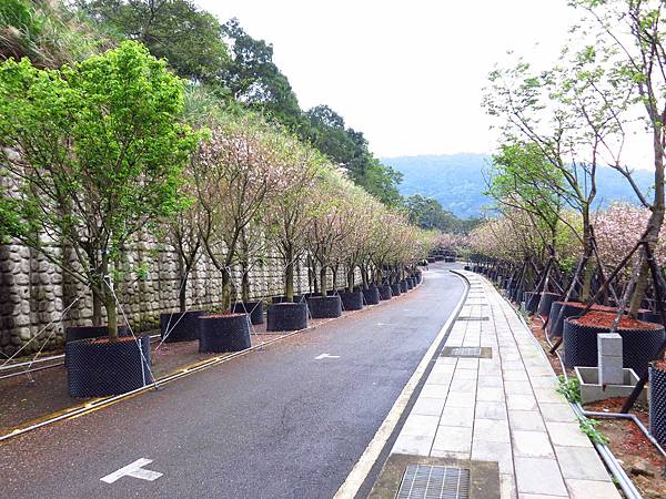 【台北旅遊】三芝真龍殿寶塔-櫻花秘境步道