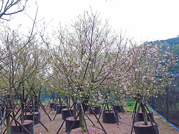 【台北旅遊】三芝真龍殿寶塔-櫻花秘境步道