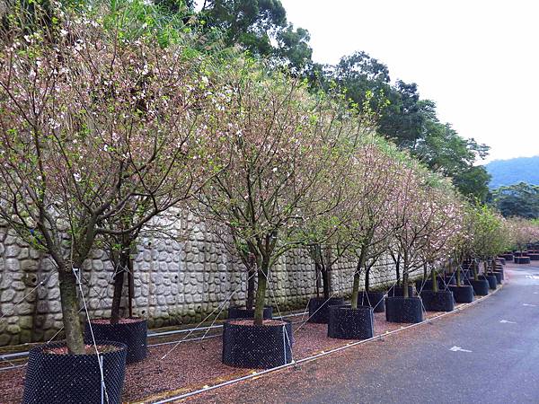 【台北旅遊】三芝真龍殿寶塔-櫻花秘境步道