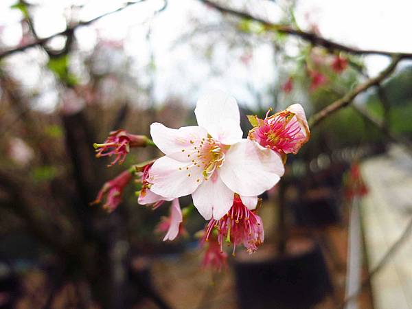 【台北旅遊】三芝真龍殿寶塔-櫻花秘境步道