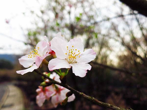 【台北旅遊】三芝真龍殿寶塔-櫻花秘境步道