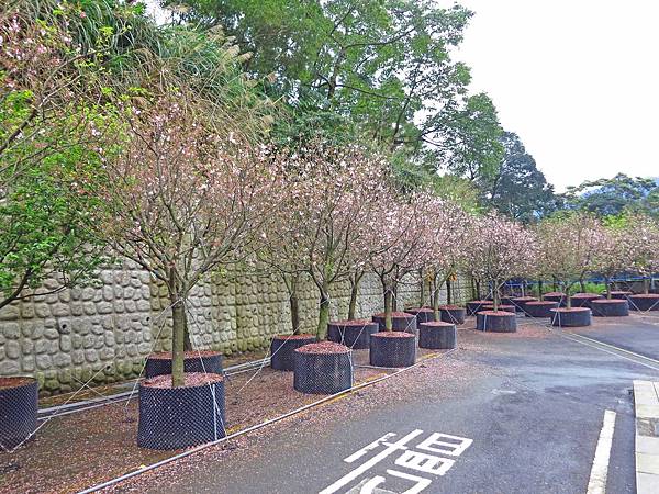 【台北旅遊】三芝真龍殿寶塔-櫻花秘境步道