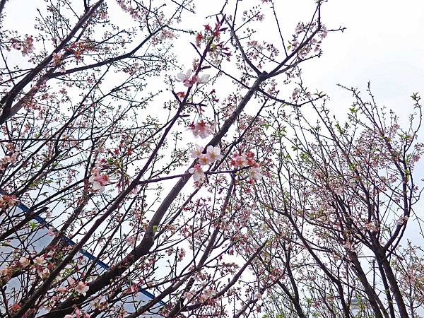 【台北旅遊】三芝真龍殿寶塔-櫻花秘境步道