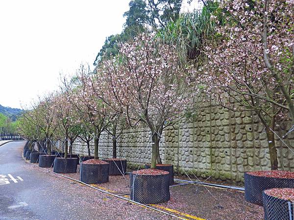 【台北旅遊】三芝真龍殿寶塔-櫻花秘境步道