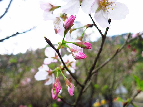 【台北旅遊】三芝真龍殿寶塔-櫻花秘境步道