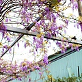 【台北旅遊】台北花卉村-美麗的紫藤花季
