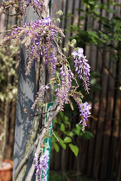 【台北旅遊】台北花卉村-美麗的紫藤花季