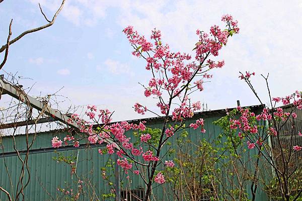 【台北旅遊】台北花卉村-美麗的紫藤花季
