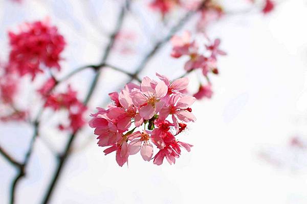 【台北旅遊】台北花卉村-美麗的紫藤花季