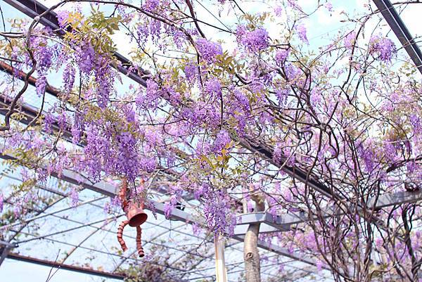 【台北旅遊】台北花卉村-美麗的紫藤花季