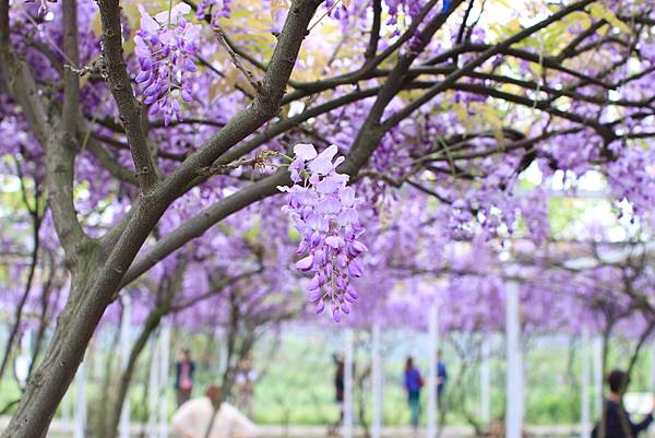 【台北旅遊】淡水紫藤花咖啡園-紫藤綻放紫色夢幻