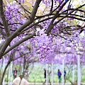 【台北旅遊】淡水紫藤花咖啡園-紫藤綻放紫色夢幻