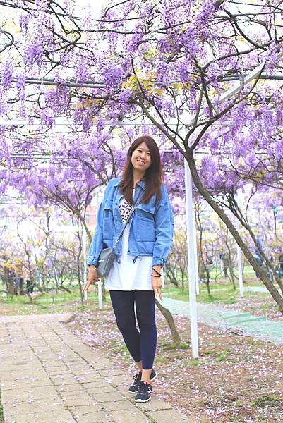 【台北旅遊】淡水紫藤花咖啡園-紫藤綻放紫色夢幻