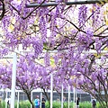 【台北旅遊】淡水紫藤花咖啡園-紫藤綻放紫色夢幻