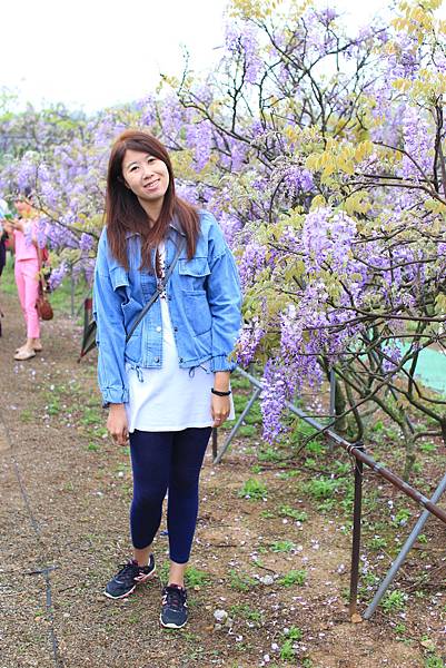 【台北旅遊】淡水紫藤花咖啡園-紫藤綻放紫色夢幻