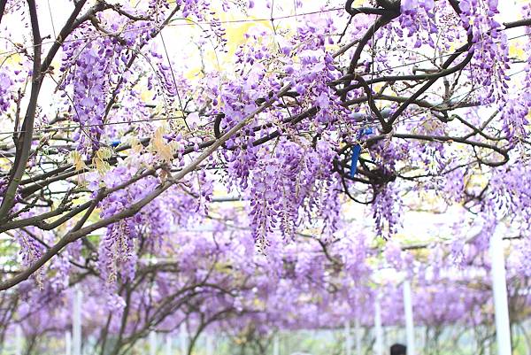 【台北旅遊】淡水紫藤花咖啡園-紫藤綻放紫色夢幻