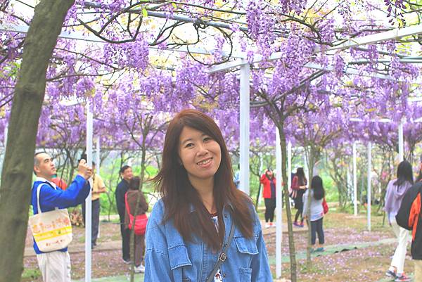 【台北旅遊】淡水紫藤花咖啡園-紫藤綻放紫色夢幻
