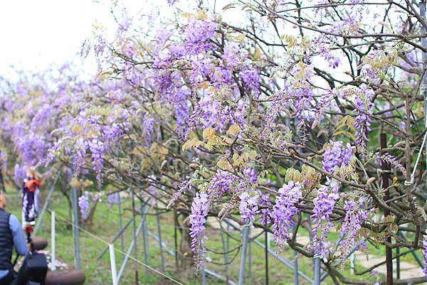 【台北旅遊】淡水紫藤花咖啡園-紫藤綻放紫色夢幻