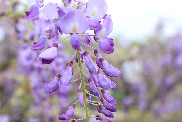 【台北旅遊】淡水紫藤花咖啡園-紫藤綻放紫色夢幻