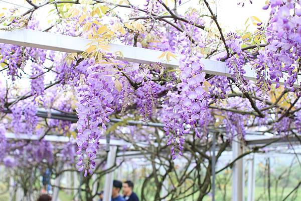 【台北旅遊】淡水紫藤花咖啡園-紫藤綻放紫色夢幻