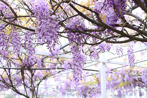 【台北旅遊】淡水紫藤花咖啡園-紫藤綻放紫色夢幻
