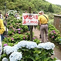 【台北旅遊】陽明山高家繡球花季-滿遍的花團錦簇