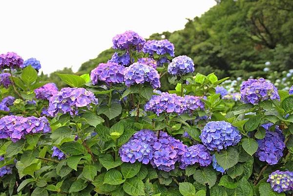 【台北旅遊】陽明山高家繡球花季-滿遍的花團錦簇