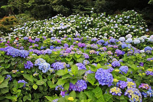 【台北旅遊】陽明山高家繡球花季-滿遍的花團錦簇