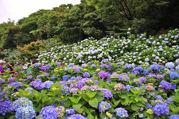 【台北旅遊】陽明山高家繡球花季-滿遍的花團錦簇 【台北旅遊】陽明山高家繡球花季-滿遍的花團錦簇