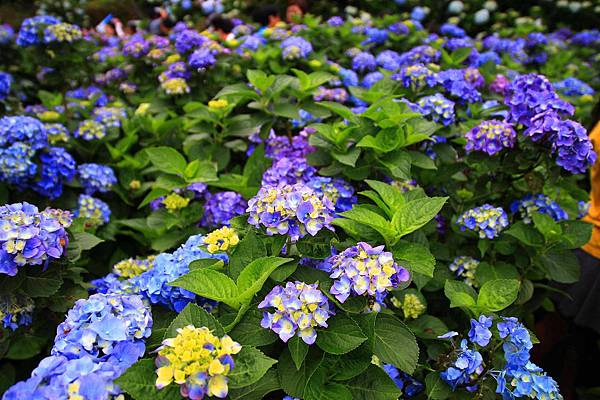 【台北旅遊】陽明山高家繡球花季-滿遍的花團錦簇
