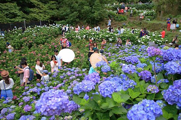 【台北旅遊】陽明山高家繡球花季-滿遍的花團錦簇