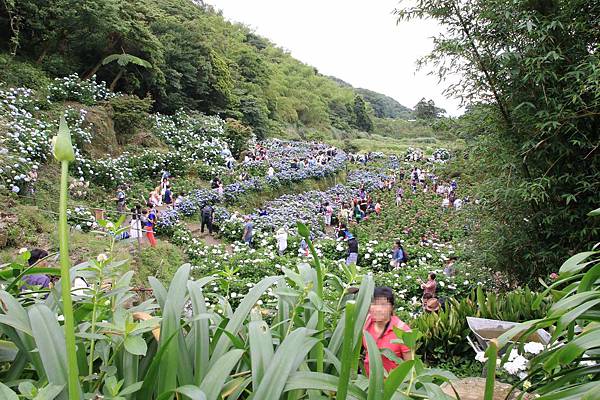 【台北旅遊】陽明山高家繡球花季-滿遍的花團錦簇