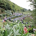 【台北旅遊】陽明山高家繡球花季-滿遍的花團錦簇