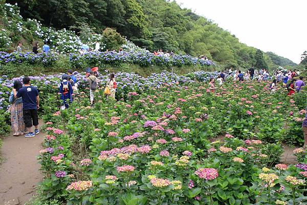 【台北旅遊】陽明山高家繡球花季-滿遍的花團錦簇
