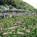 【台北旅遊】陽明山高家繡球花季-滿遍的花團錦簇