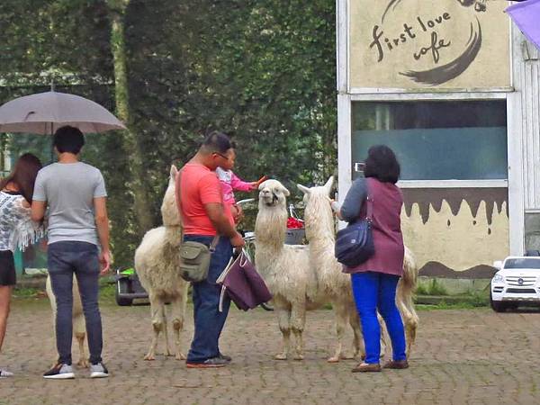【桃園旅遊】後慈湖兩蔣文化園區-體驗管制區內幽靜風景