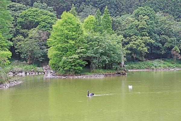 【桃園旅遊】明池山莊森林遊樂區-夏日登高避暑的最佳去處