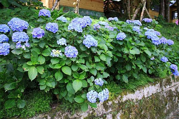 【桃園旅遊】明池山莊森林遊樂區-夏日登高避暑的最佳去處