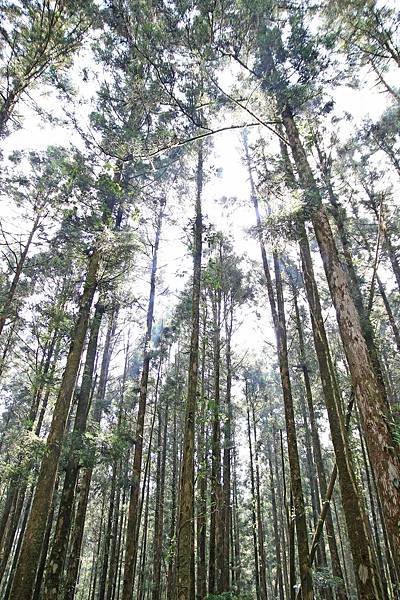 【桃園旅遊】明池山莊森林遊樂區-夏日登高避暑的最佳去處