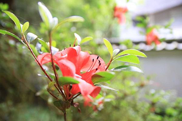 【桃園旅遊】明池山莊森林遊樂區-夏日登高避暑的最佳去處