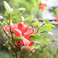 【桃園旅遊】明池山莊森林遊樂區-夏日登高避暑的最佳去處