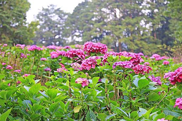 【桃園旅遊】明池山莊森林遊樂區-夏日登高避暑的最佳去處