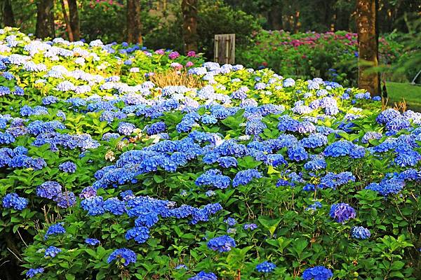 【桃園旅遊】明池山莊森林遊樂區-夏日登高避暑的最佳去處