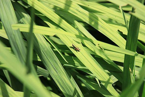 【桃園旅遊】明池山莊森林遊樂區-夏日登高避暑的最佳去處