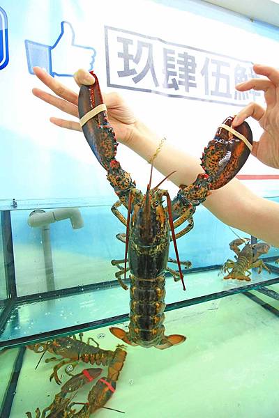 【蘆洲】玖肆伍鮮海鮮燒烤-活跳跳的龍蝦&超大海鮮