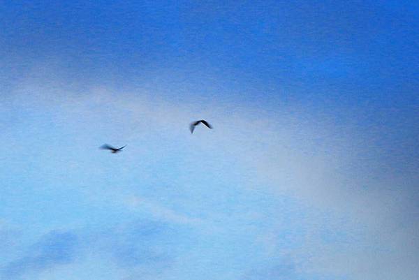 【台北旅遊】水上巴士夏季限定新店溪夜航-倒映在河中的水光雲影