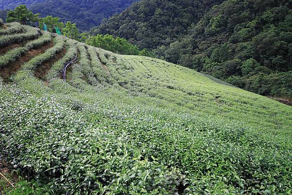【台北旅遊】石碇老街、坪林茶業博物館、千島湖-茶葉文化一日遊